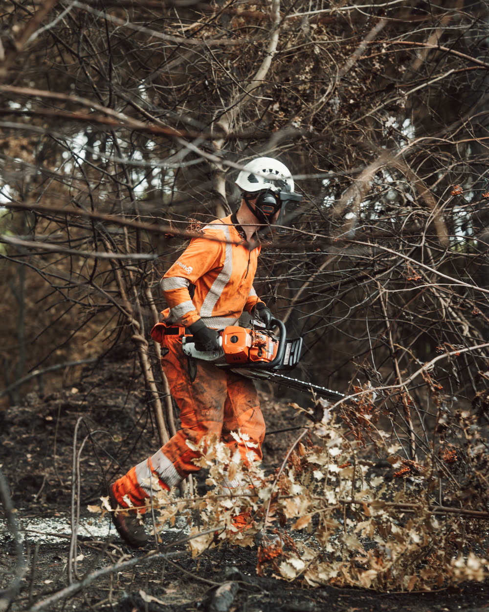 Tree surgery work